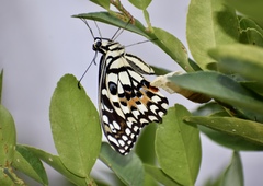 Papilio demoleus