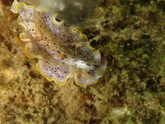 Prostheceraeus moseleyi