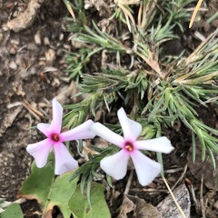 Phlox austromontana