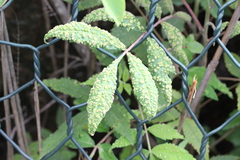 Aceria zhejiangensis