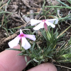 Phlox austromontana