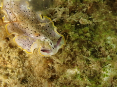 Prostheceraeus moseleyi