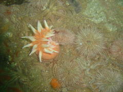 Anthostella stephensoni