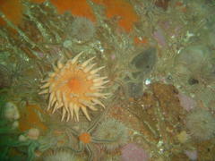 Anthostella stephensoni