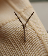 Pterophoridae