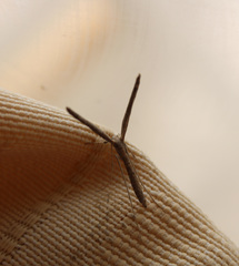 Pterophoridae
