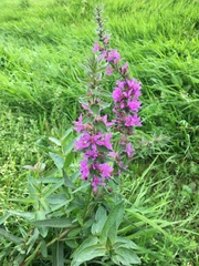 Lythrum salicaria