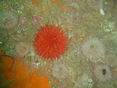 Pseudactinia flagellifera