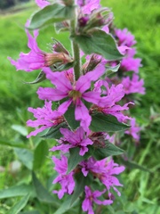 Lythrum salicaria