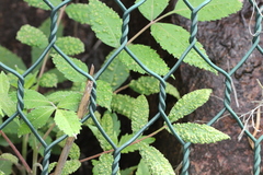 Aceria zhejiangensis