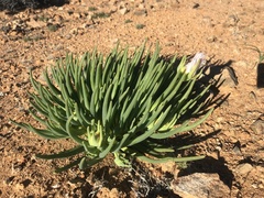 Conicosia pugioniformis