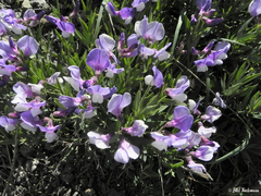 Lathyrus multiceps