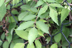 Aceria zhejiangensis