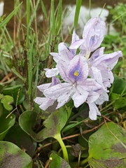 Pontederia crassipes