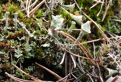 Cladonia borealis