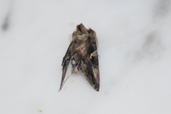 Autographa gamma