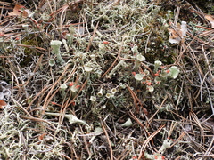 Cladonia borealis