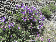 Lathyrus multiceps