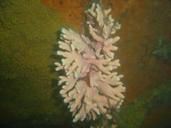 Stylaster nobilis