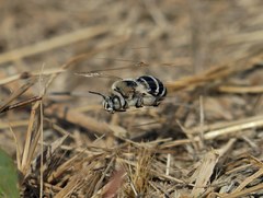 Amegilla quadrifasciata