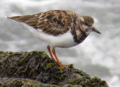 Arenaria interpres interpres