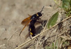 Scolia fuciformis