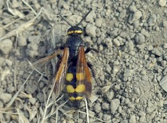 Scolia fuciformis