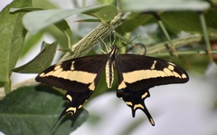 Heraclides andraemon andraemon