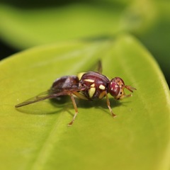 Diptera