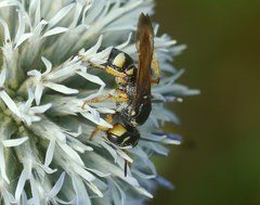 Cerceris tuberculata