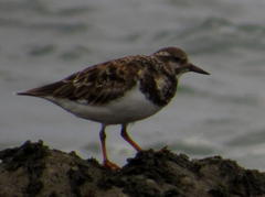 Arenaria interpres interpres