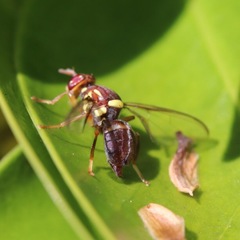 Diptera