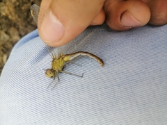 Sympetrum meridionale