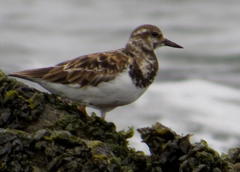 Arenaria interpres interpres