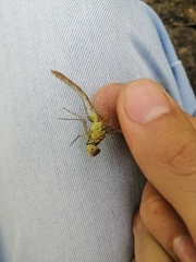 Sympetrum meridionale
