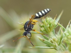 Cerceris tuberculata