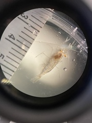 Palaemon vulgaris