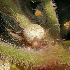 Bertrana striolata