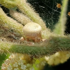 Bertrana striolata
