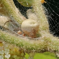 Bertrana striolata