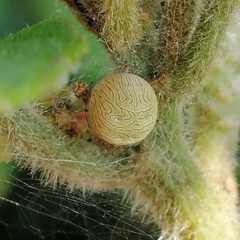 Bertrana striolata