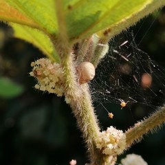 Bertrana striolata