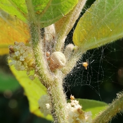 Bertrana striolata