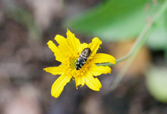 Acmaeodera decipiens