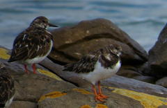 Arenaria interpres interpres