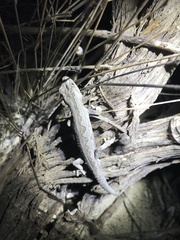 Strophurus intermedius