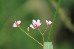 Persicaria senticosa