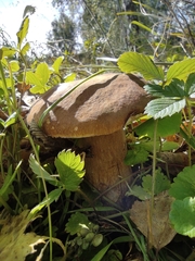 Boletus betulicola