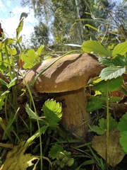 Boletus betulicola