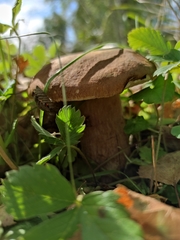 Boletus betulicola